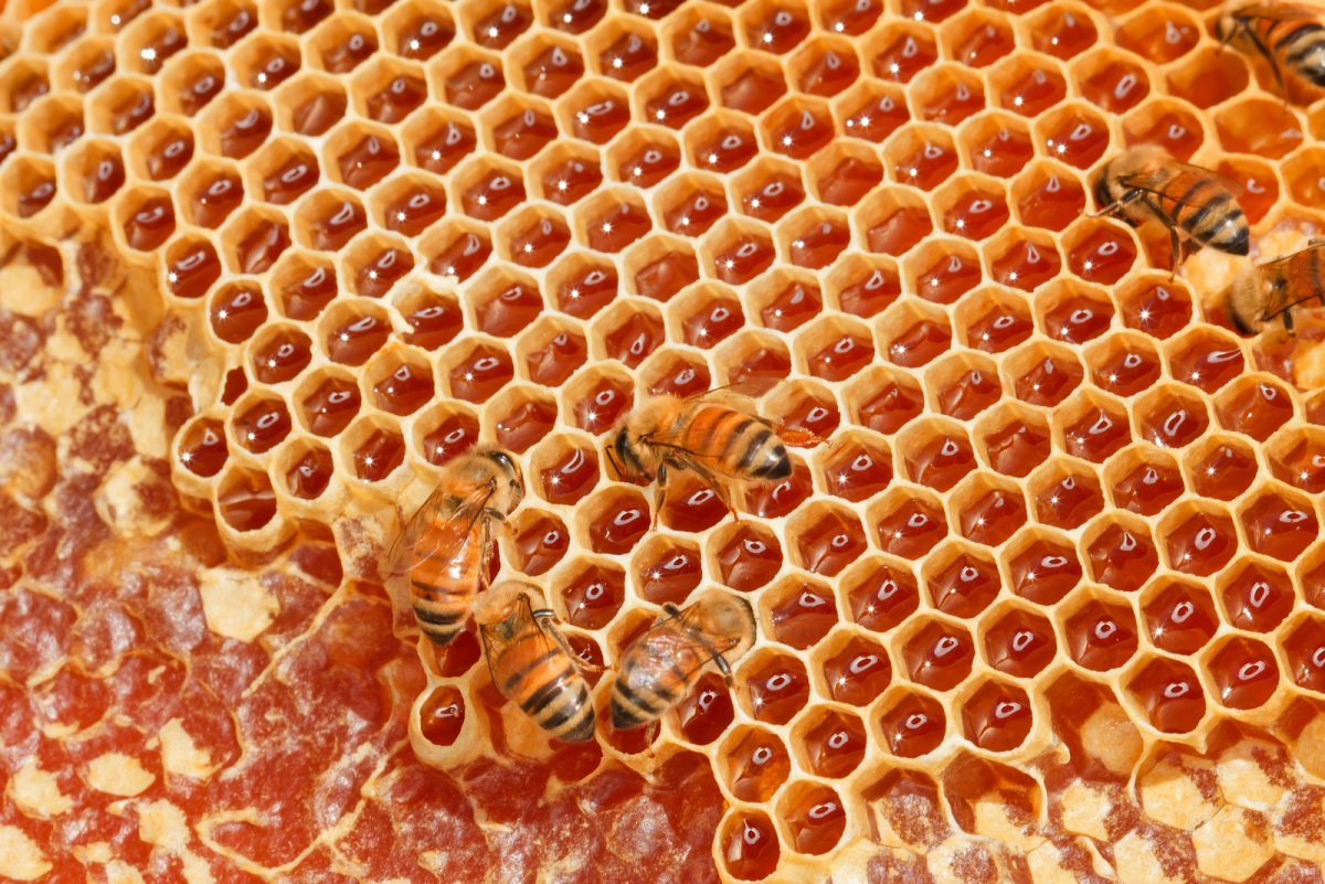 Соты пчел