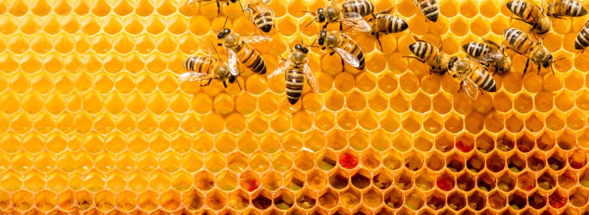 Соты пчелиные сбоку