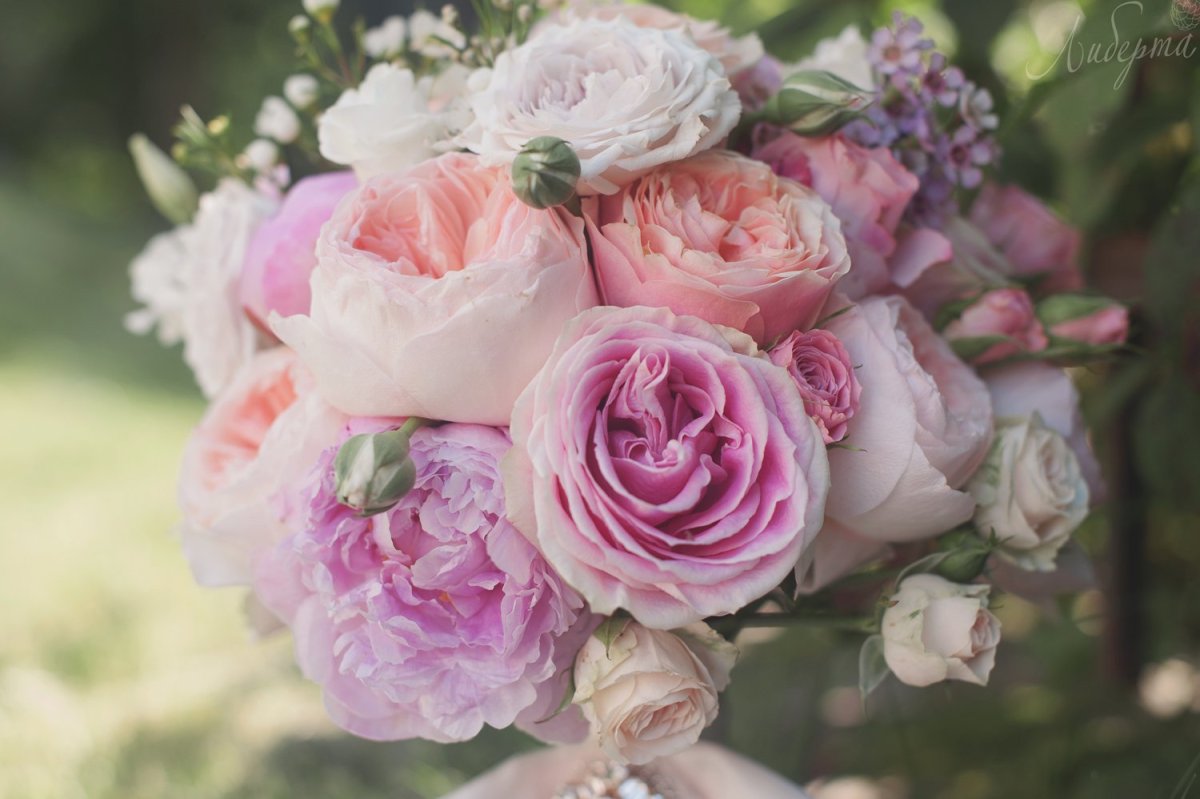 Пионовидные розы "Оршад"