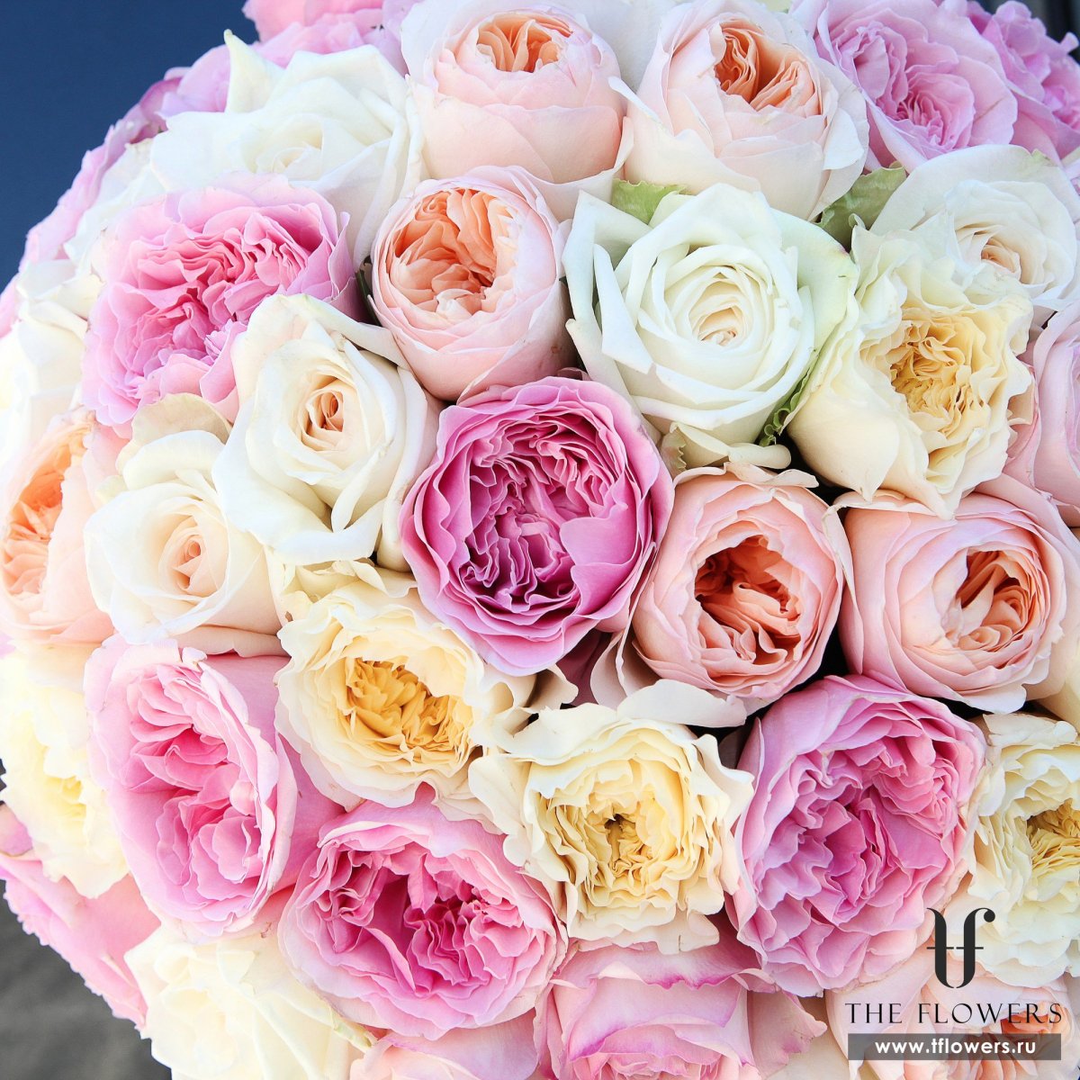 Роза пионовидная розовая