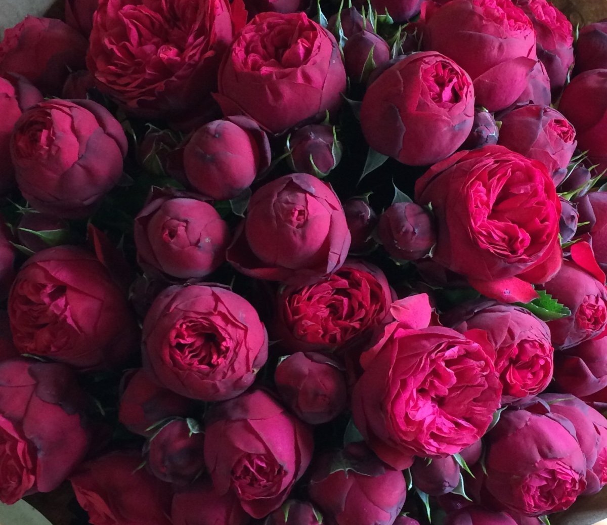 Нежный букет пионовидных роз