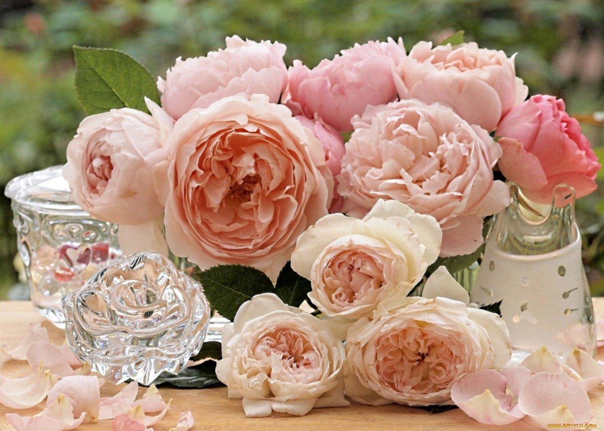 Роза пионовидная розовая