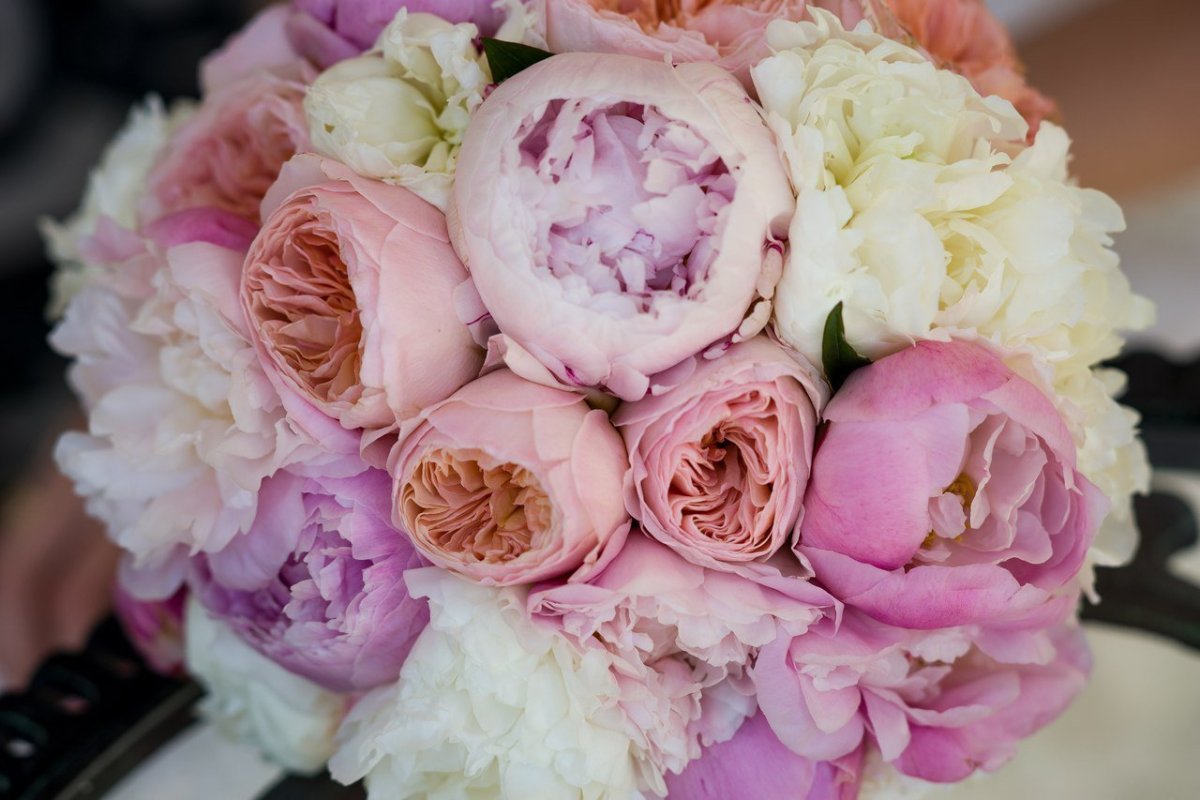 Роза Дэвид Остин