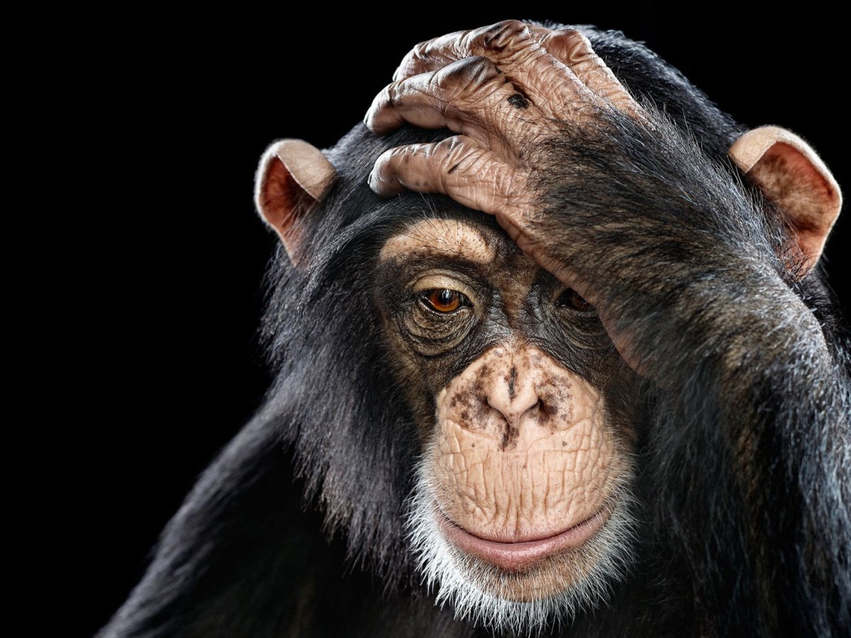 Шимпанзе задумался