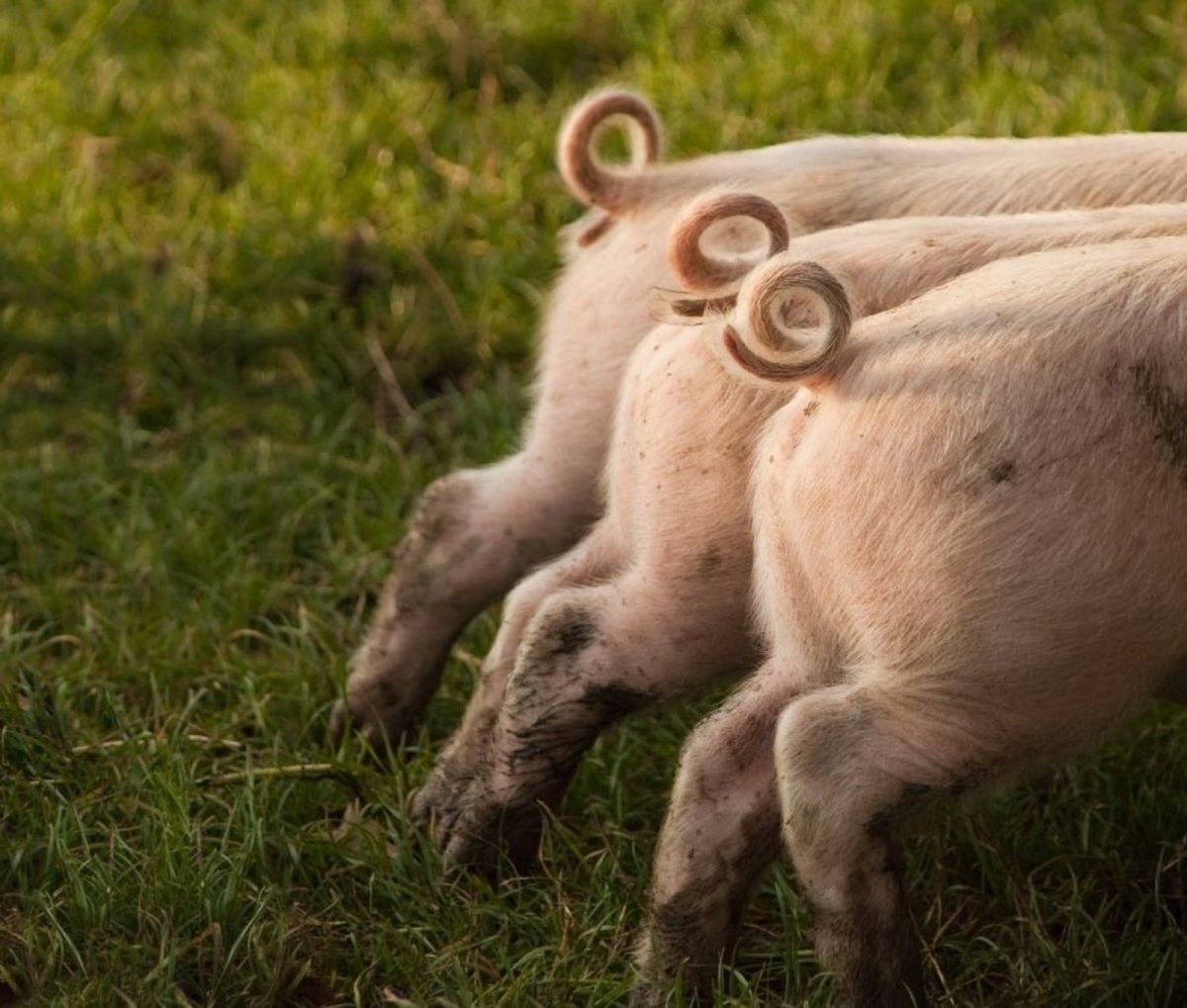 Хвост дикого кабана