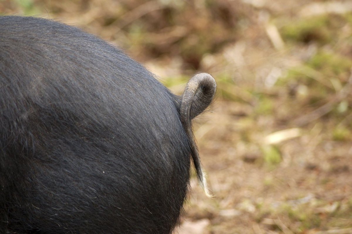 Розовая Свинка