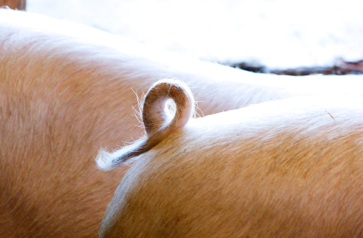 Эмодзи поросенок