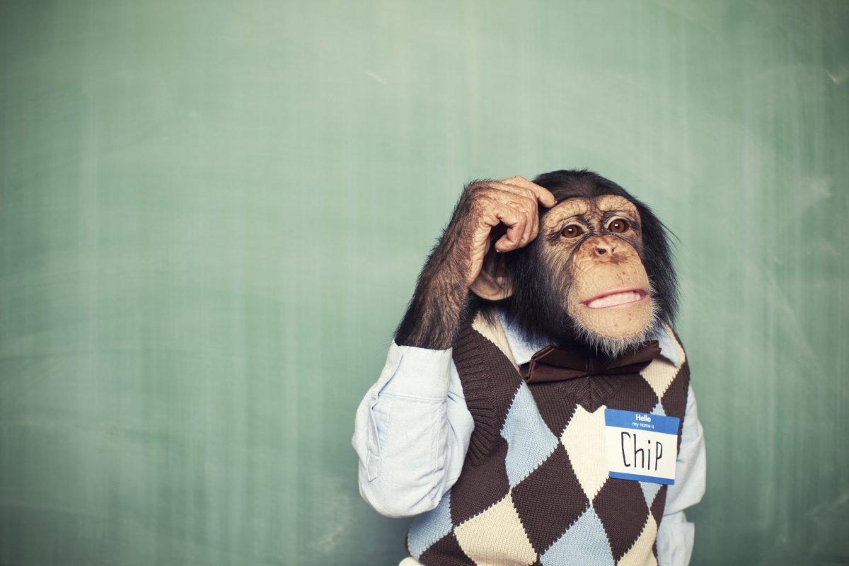 Обезьяна за компом