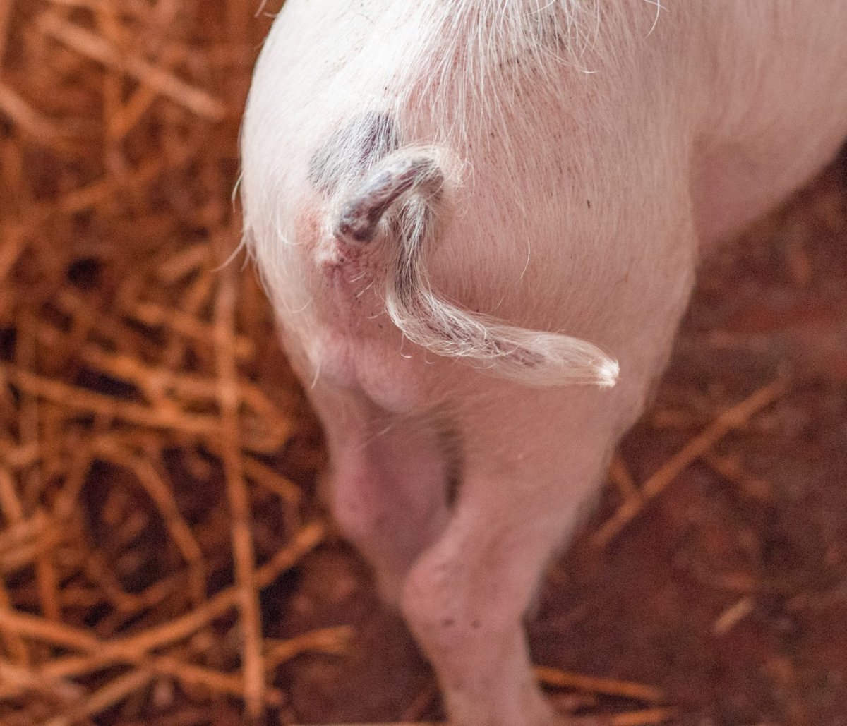 Консервированные свиные пятачки