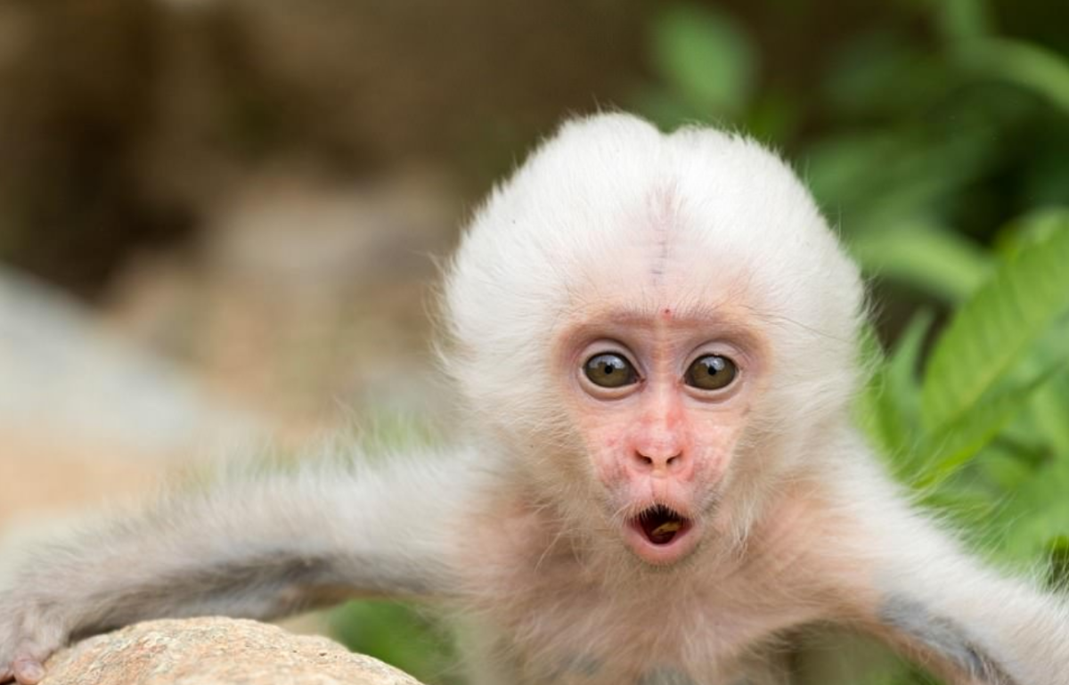 Умная обезьяна