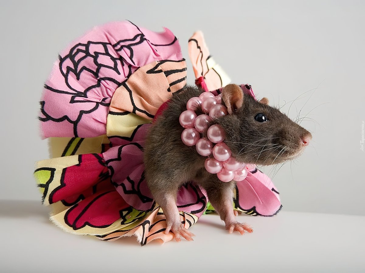 Крыса в платье