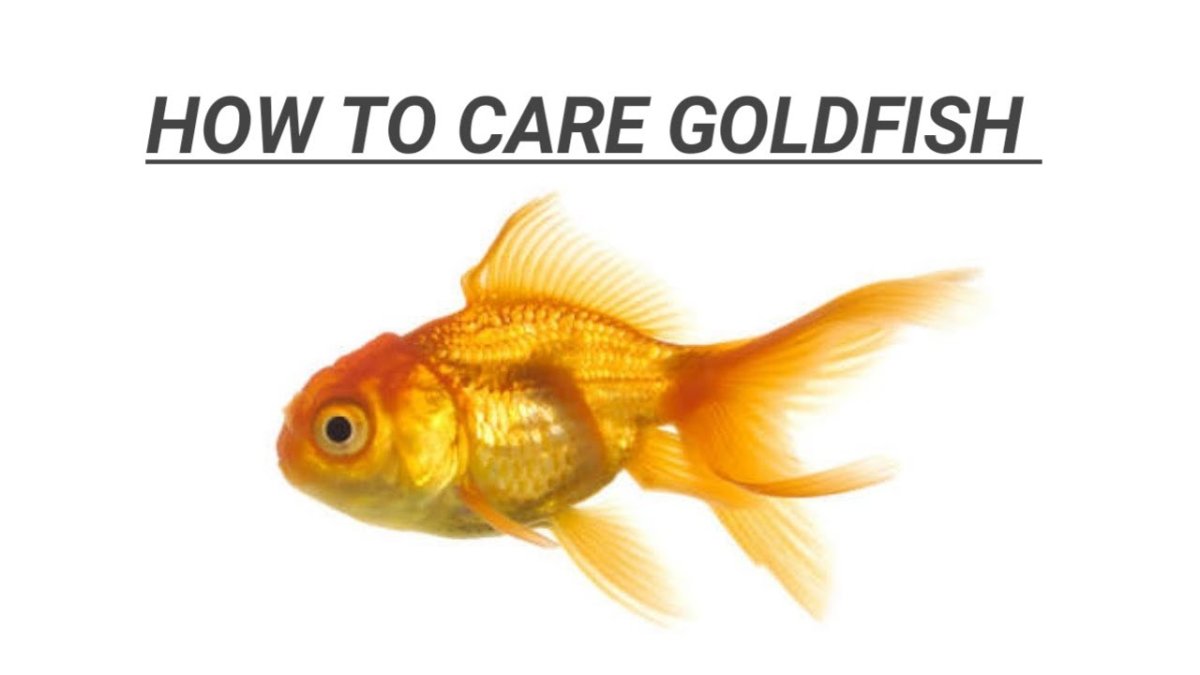 Скелет золотой рыбки