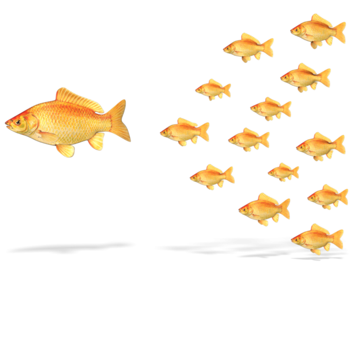 Стайка рыбок на прозрачном фоне