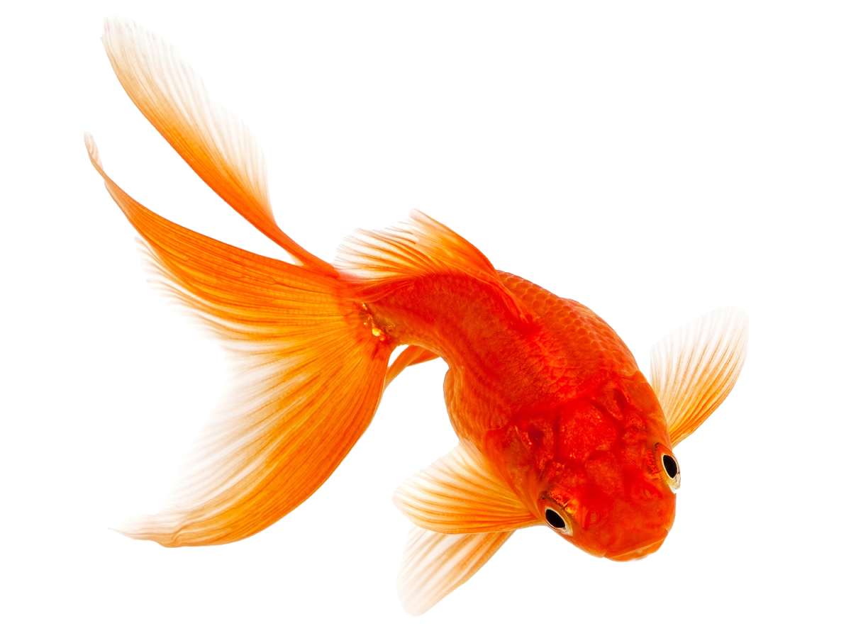 Рыбки на белом фоне