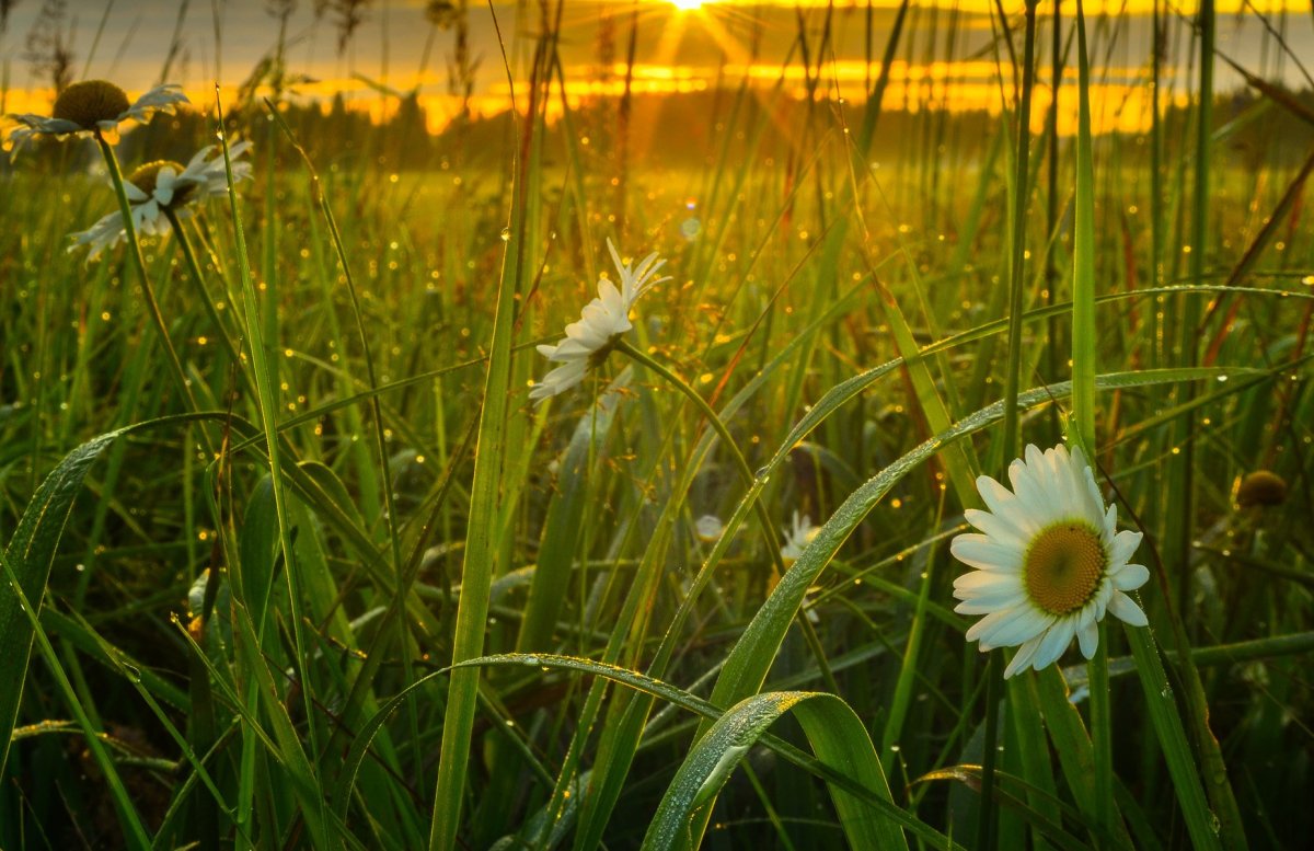 Летнее утро