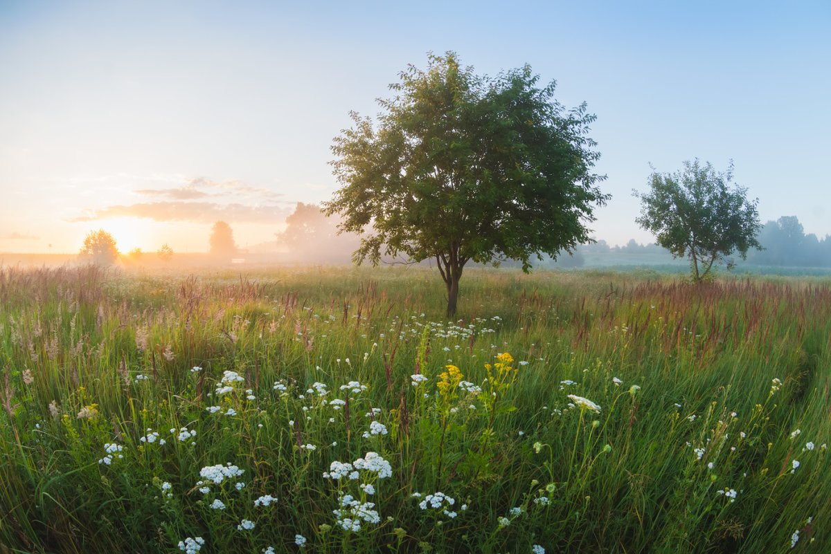 Пасмурное летнее утро