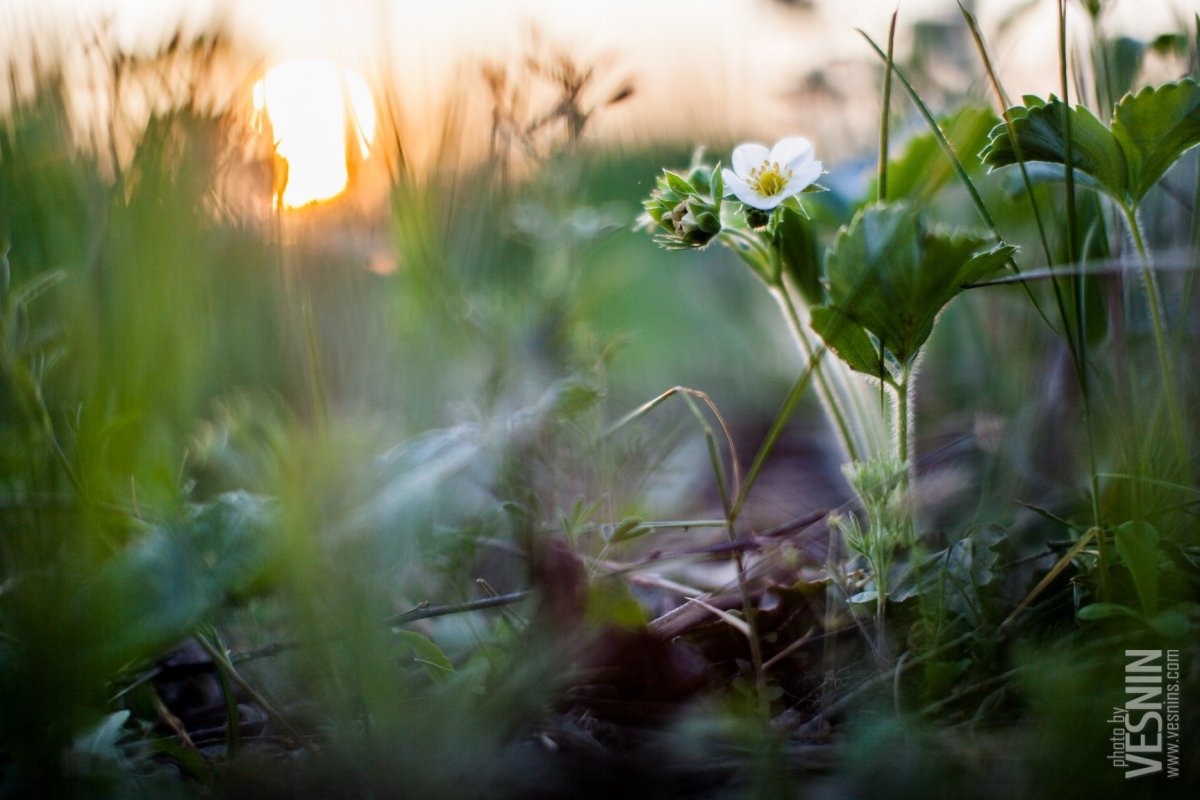 Утренние цветы