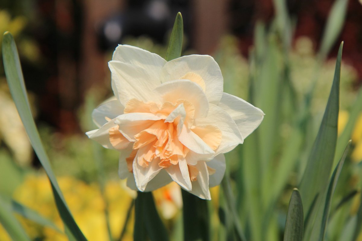 Нарцисс Дабл фэшн