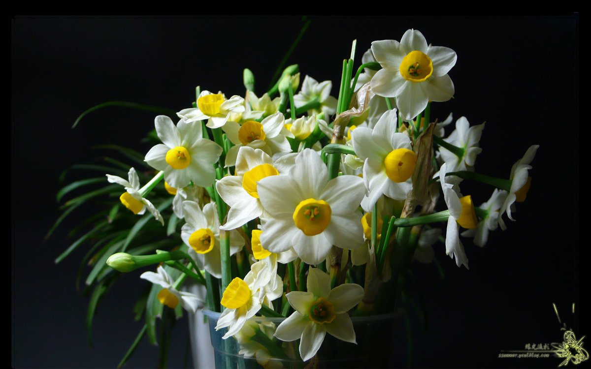 Нарцисс букетный