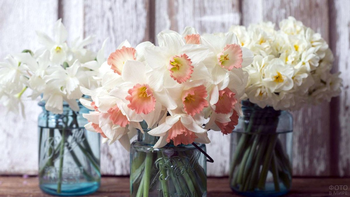 Белые нарциссы букет