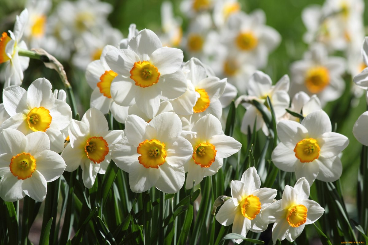 Заставка нарциссы