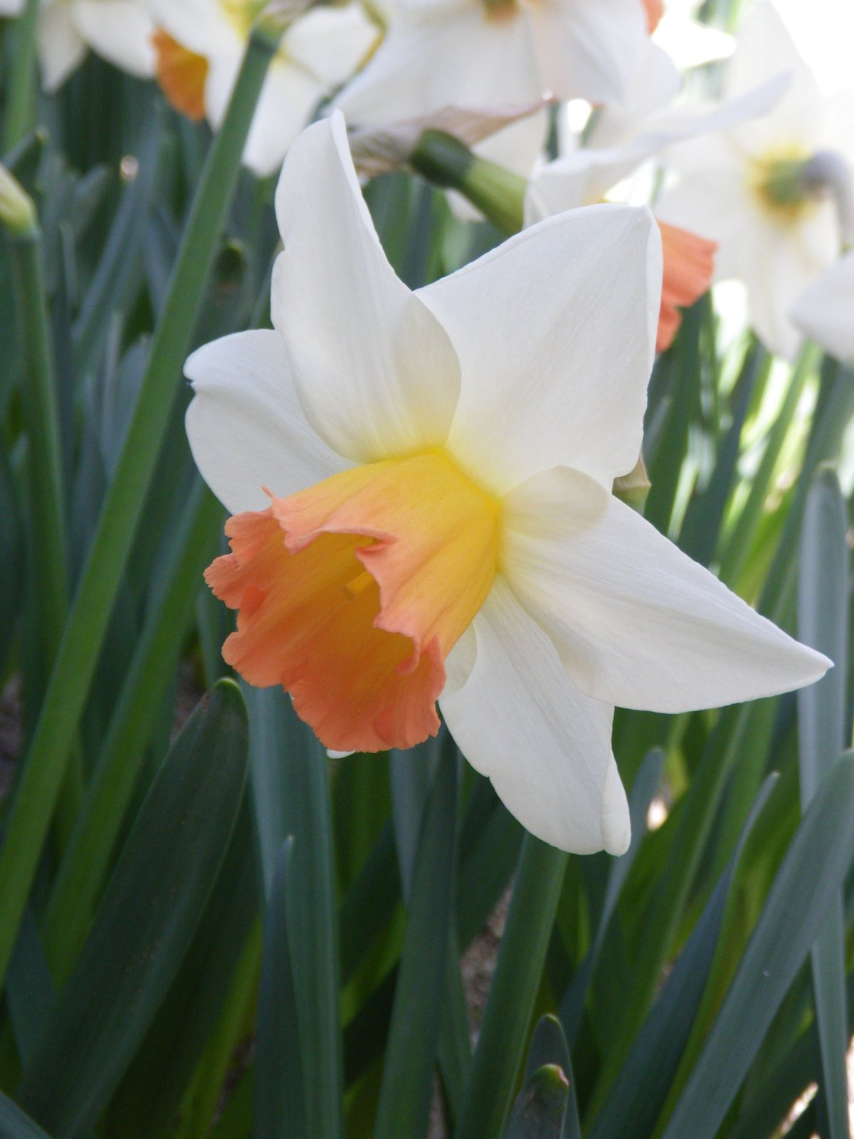 Нарцисс Ассент