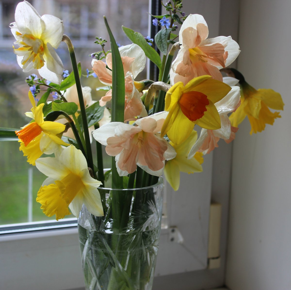 Нарциссы букетик