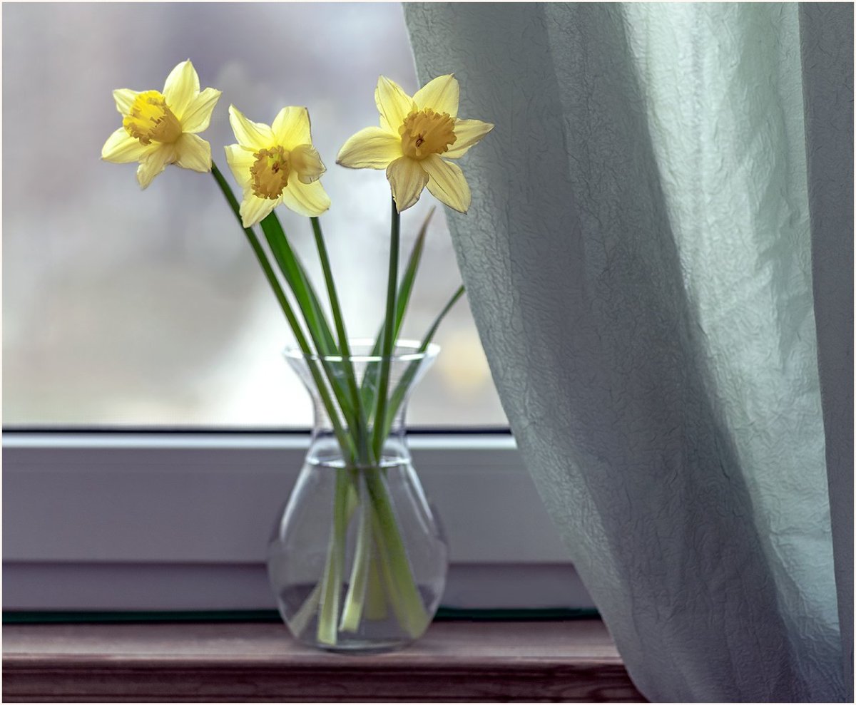 Нарциссы угол кабинета Михаил миль