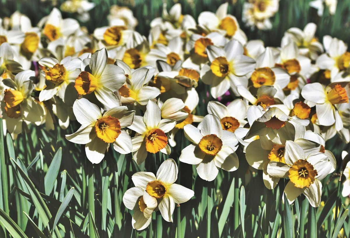 Нарцисс доктор Виттевин