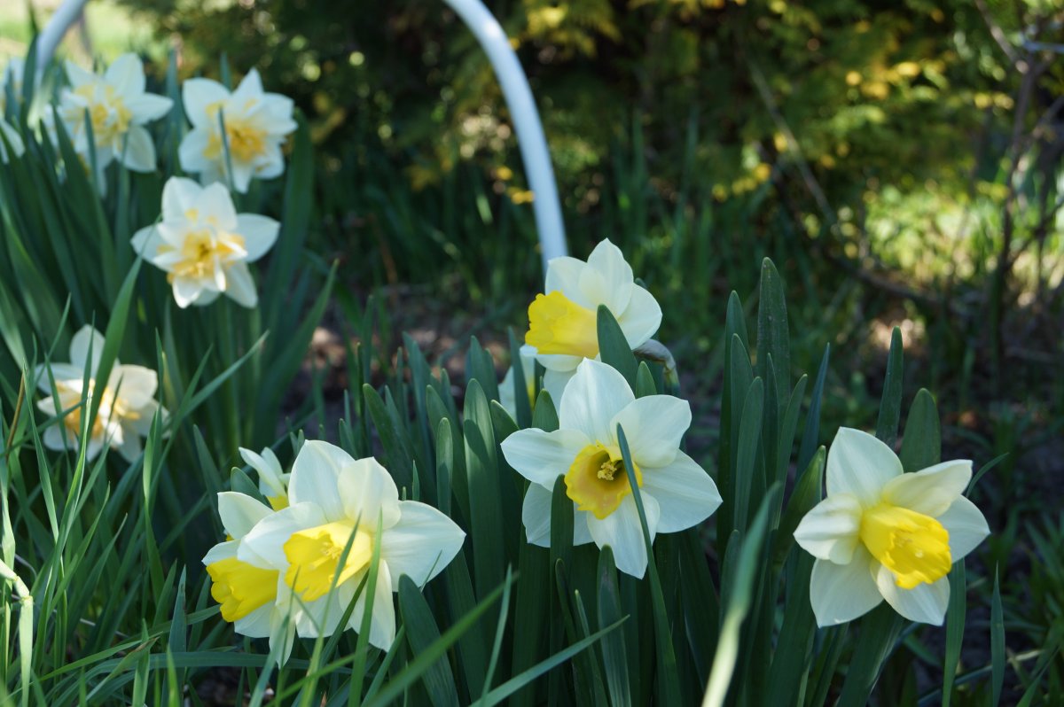 Букет нарциссов Джонатан