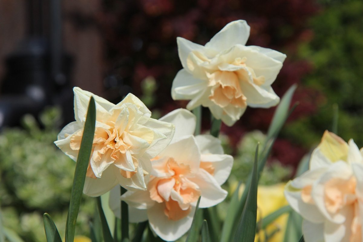 Нарцисс Mint Julep