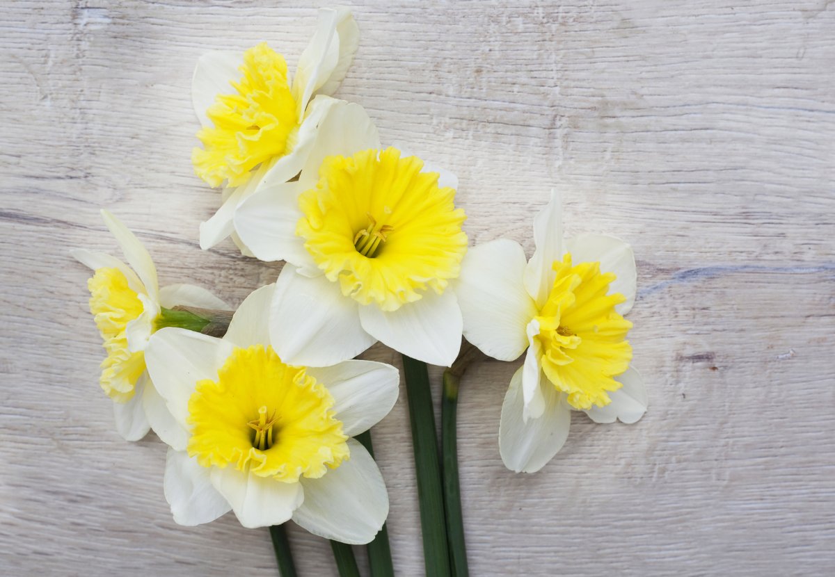 Нарцисс Флауэр дрифт