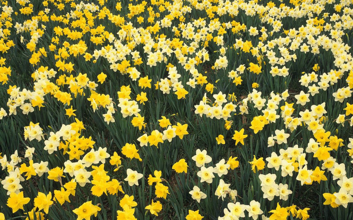 Нарцисс цветок