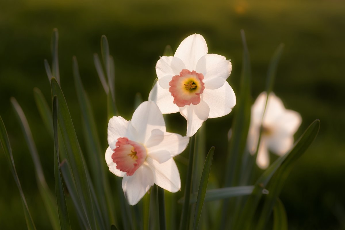 Нарцисс Пинк парасоль