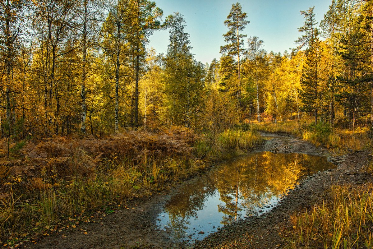 Природа Урала лес