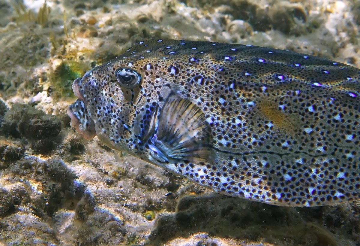 Масковый кузовок рыба