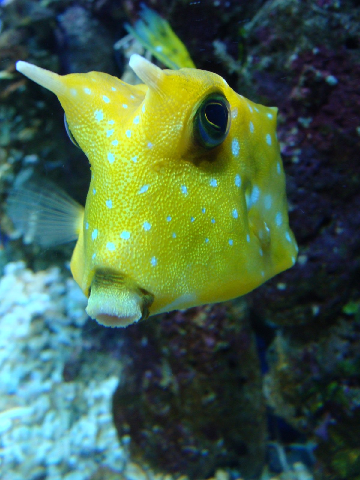 Кузовок длиннорогий желтый (рыба-корова) Lactoria cornuta