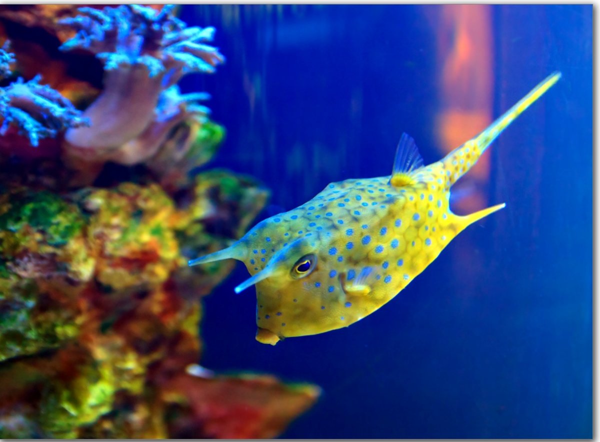 Рыбка рогатый кузовок