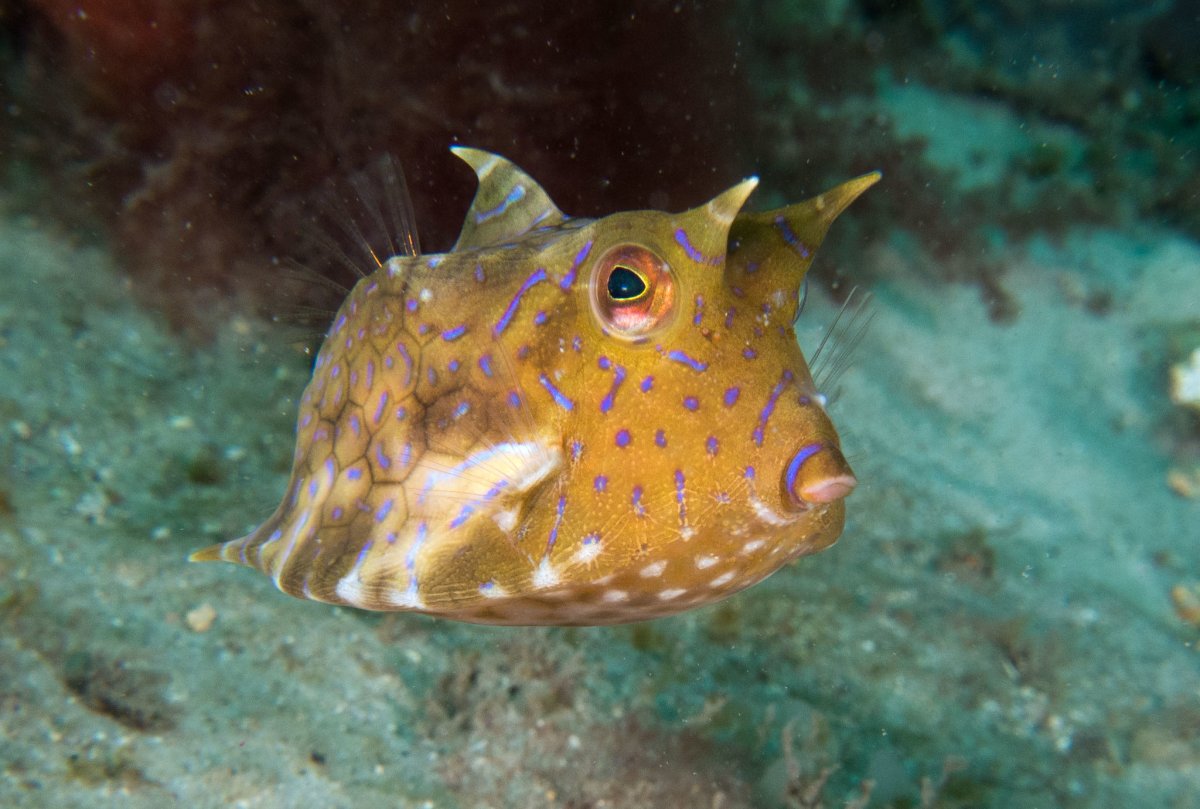 Рыба кузовок красное море