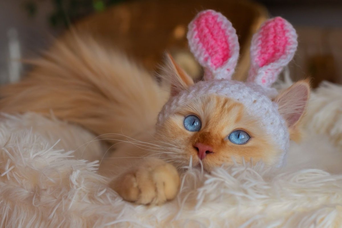 Котик с заячьими ушками