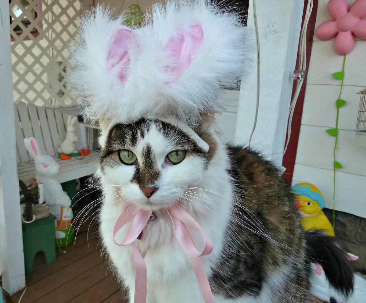 Кот с кроличьими ушами всратый