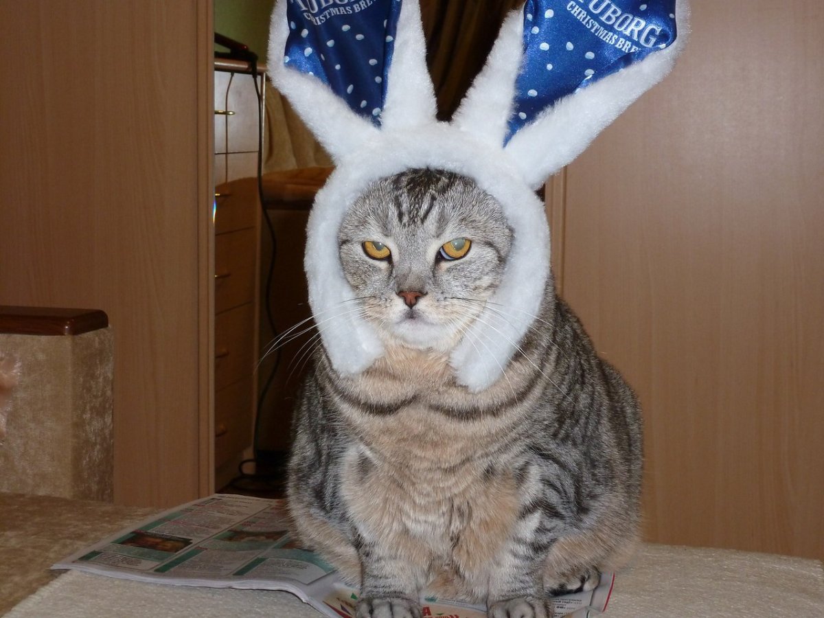 Котозаяц зайцекот