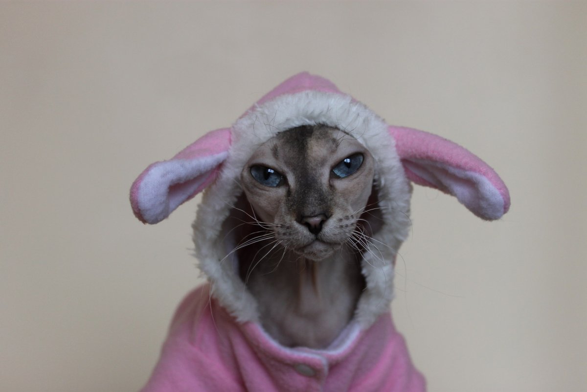 Лысый котозаяц