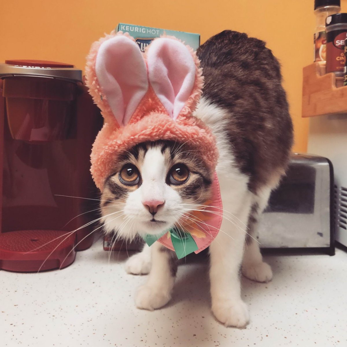 Смешные домашние животные