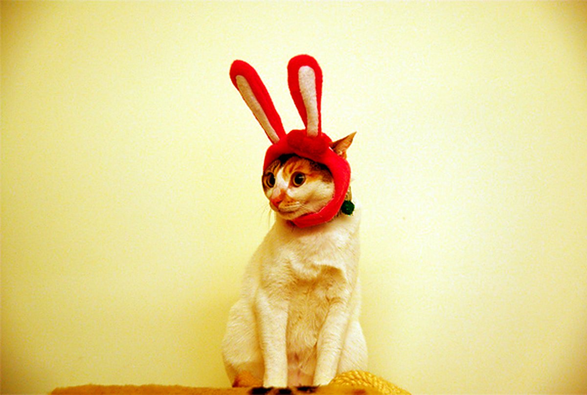 Гибрид зайца и кота