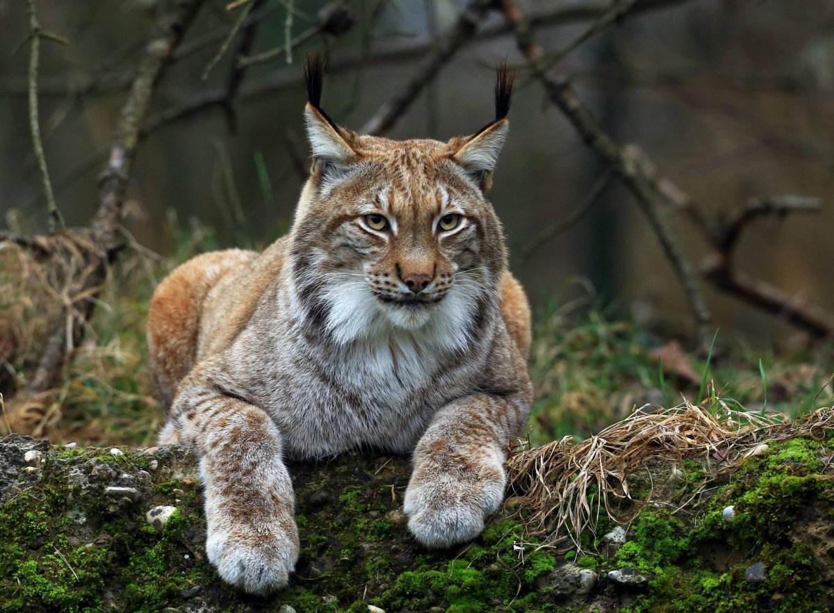 Рысь европейская обыкновенная