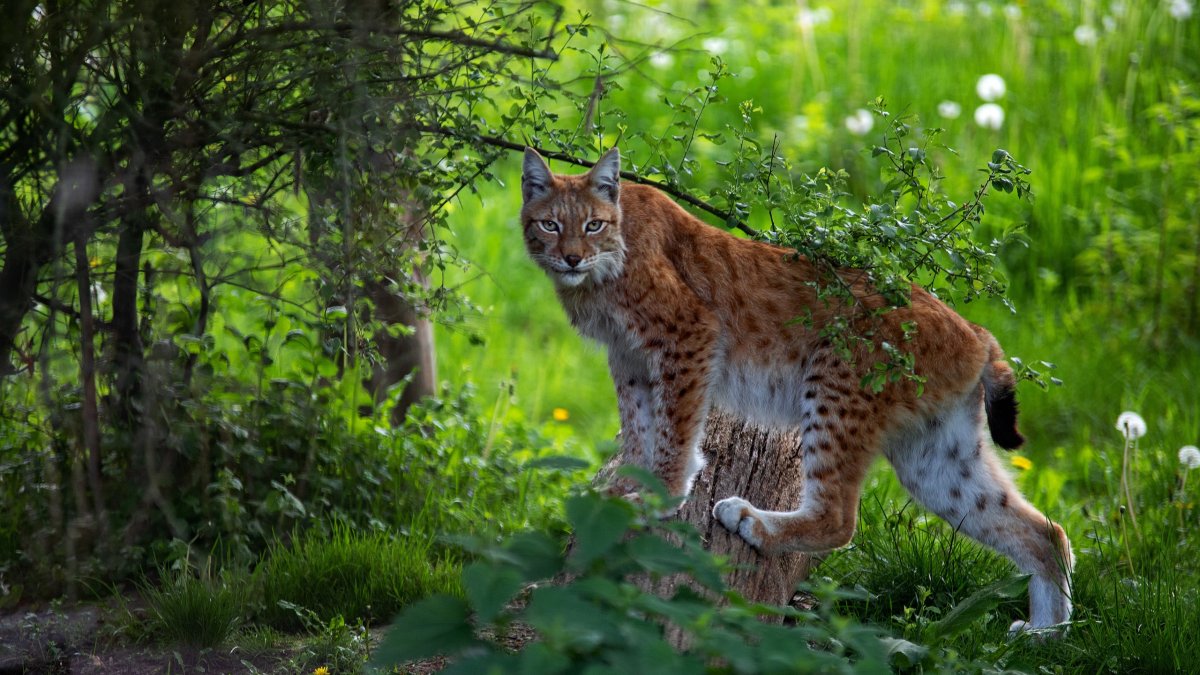Рысь фото на рабочий стол