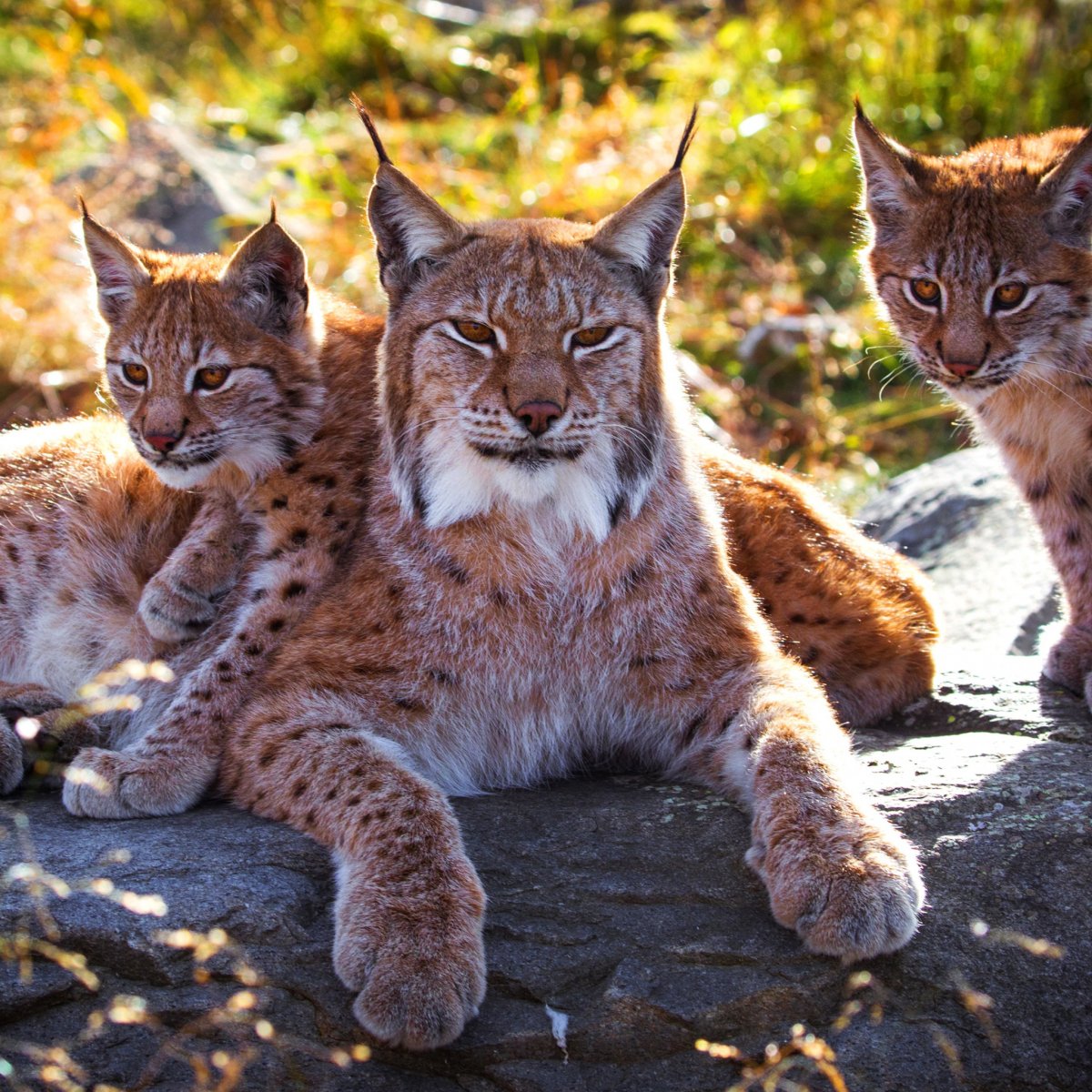 Рысь в дикой природе