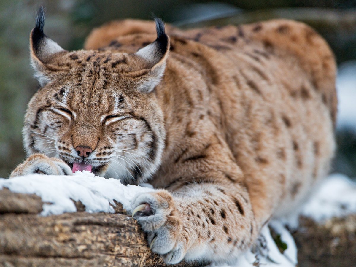 Обыкновенная Рысь Lynx Lynx