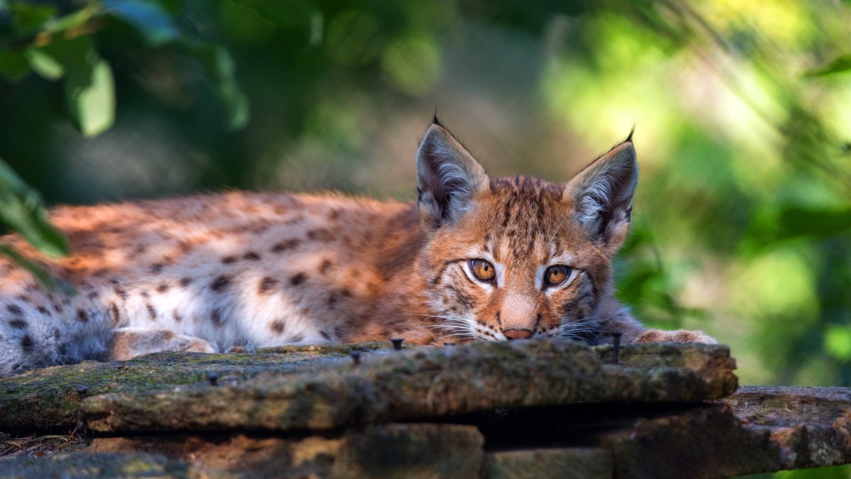 Рысь (l) (88565b)